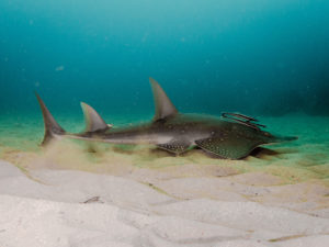 20171112 074247 south west rocks