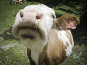 20180615 203425 london and austria