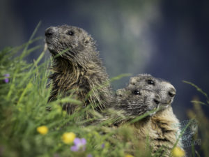 20180615 214632 london and austria