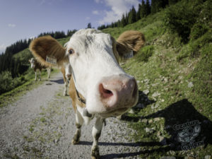 20180615 214708 london and austria