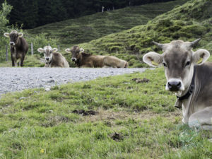 20180617 MtRaba london and austria