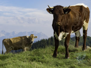 20180617 MtRaba london and austria