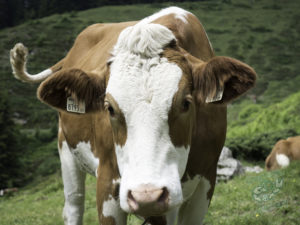 20180617 MtRaba london and austria