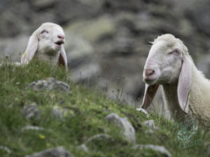 20180619 141832 london and austria