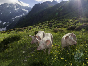 20180619 174637 london and austria