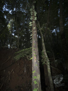 20190630 114807 byron bay coopers shoot
