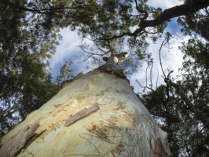 20190702 093318 byron bay coopers shoot