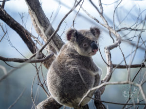 20190702 100458 byron bay coopers shoot