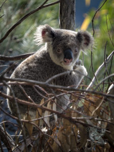 20190702 100702 byron bay coopers shoot