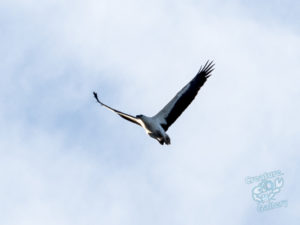 20190702 160706 byron bay coopers shoot