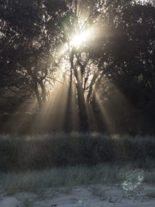 20190702 161029 byron bay coopers shoot