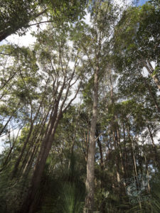 20190703 142942 byron bay coopers shoot