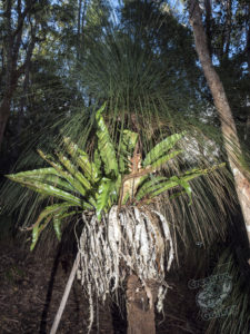 20190703 144120 byron bay coopers shoot