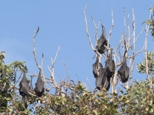 20190704 140846 byron bay coopers shoot