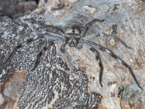 20190704 184804 byron bay coopers shoot
