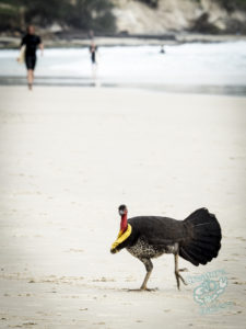 20190706 142754 byron bay coopers shoot