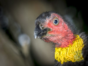 20190706 143335 byron bay coopers shoot