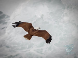 20190706 151459 byron bay coopers shoot