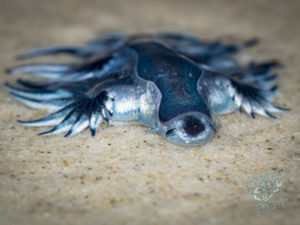 20190706 164522 byron bay coopers shoot