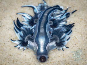 20190706 164648 byron bay coopers shoot