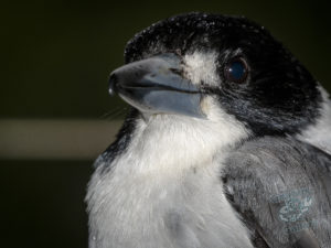 20190707 084839 byron bay coopers shoot