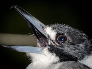 20190707 084847 byron bay coopers shoot