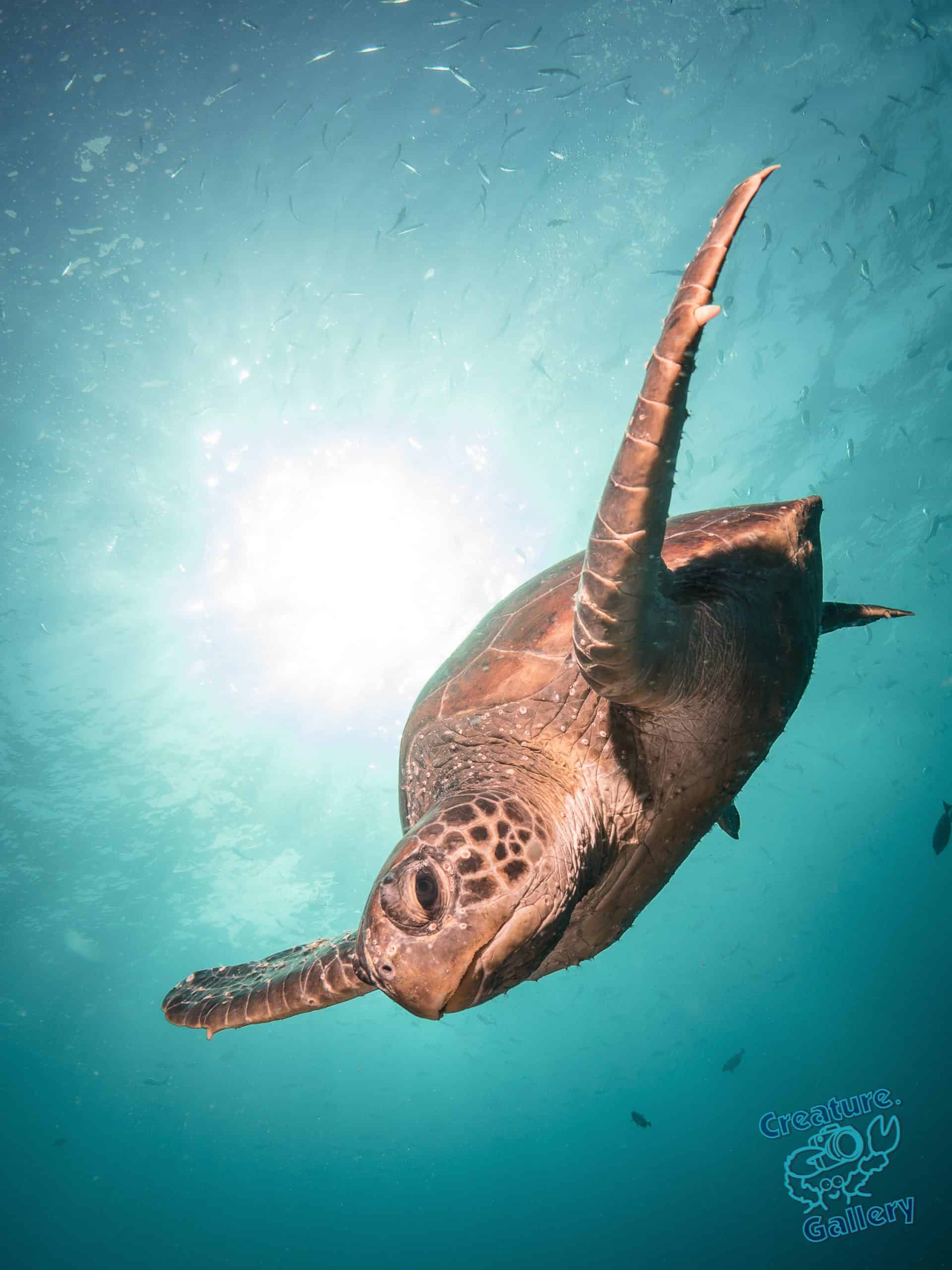 bigfish_191012_2017-09-02_08-33-13_8_mm_0000012GREENTURTLE