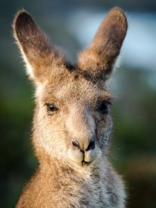 Wallaby looking schmick
