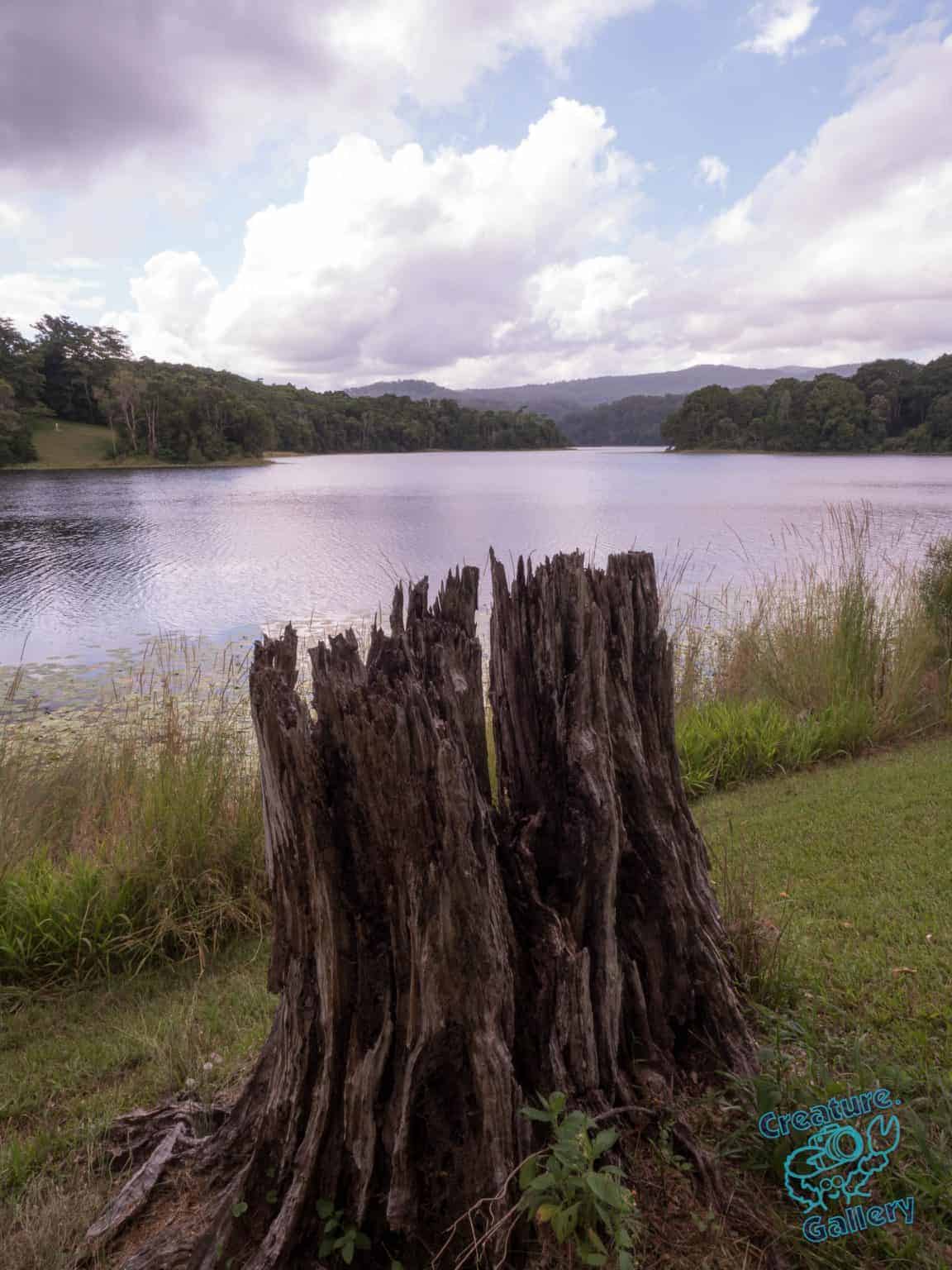 Tree trunk at dam