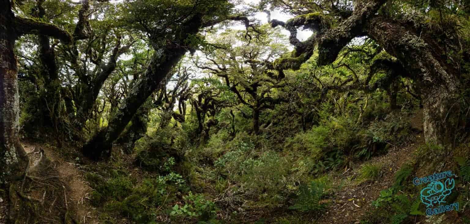 Antarctic beech forest
