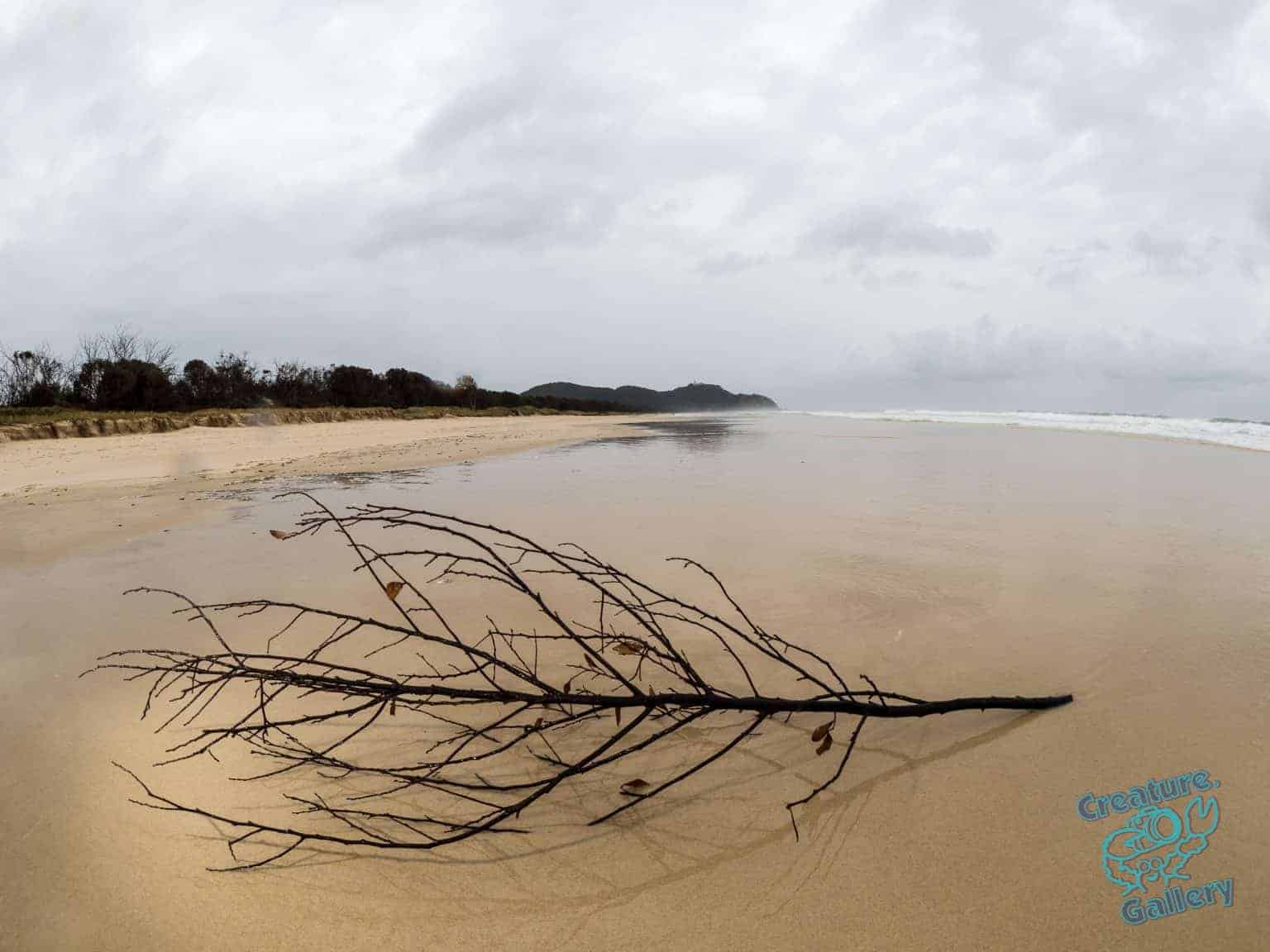 Branch on the beach at Suffolk Park, New South Wales