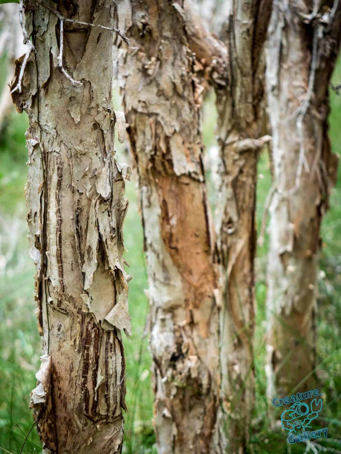 Paperbark trees next to the beach at Wooli, New South Wales