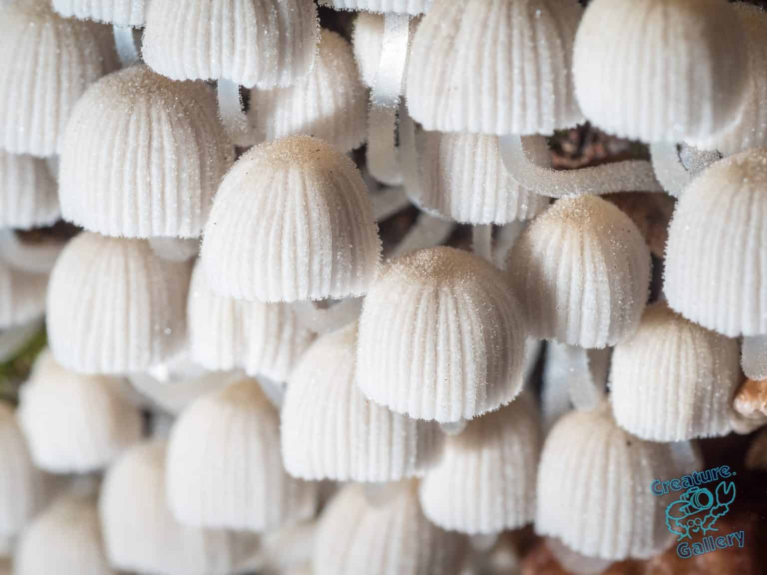 Mushrooms