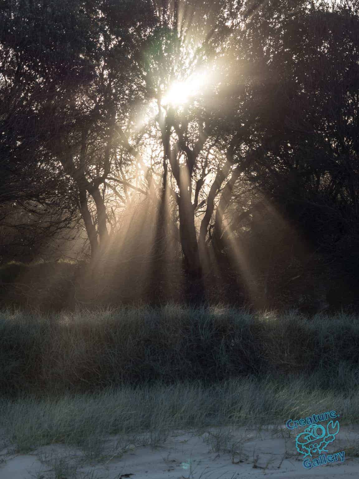 Fingers of God through trees at the beach