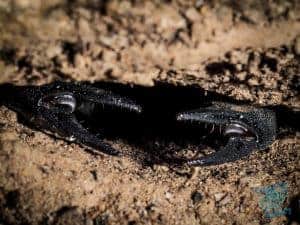 Scorpion in lair
