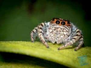 Jumping spider on citrus leaf
