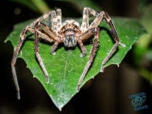 Huntsman spider on leaf, Mount Cootha