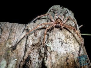 Huntsman spider on branch