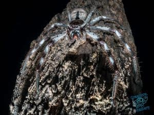 Huntsman spider on branch