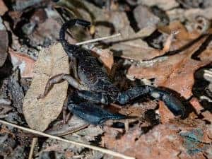 Scorpion on Mount Cootha