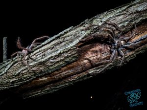 Spider fight between two huntmans