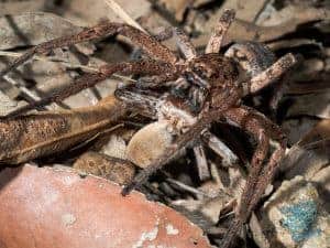 Huntsman eating another huntsman spider