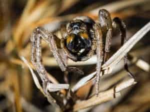 Wolf spider eating an innocent victim