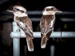 Kookaburras on Mount Cootha