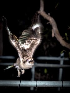 Kookaburra on Mount Cootha