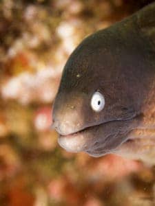 Moray eel at Julian Rocks