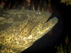 Cod at Julian Rocks