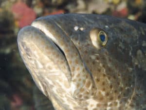 Cod at Julian Rocks