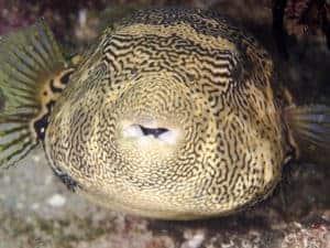 The fattest fish in the sea!