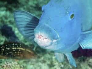 Blue Groper at Julian Rocks